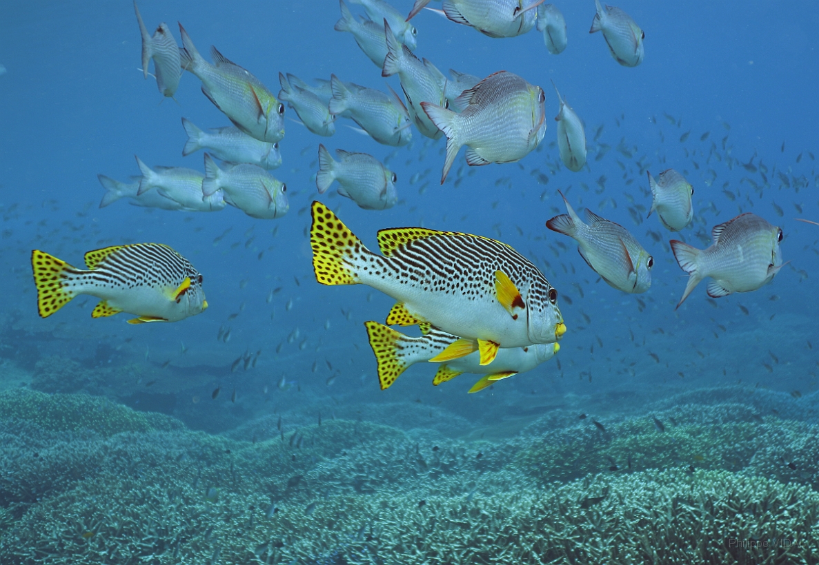 Sipadan_2015_Gaterin a lignes_Plectorhinchus lineatus_IMG_2102_rc.jpg